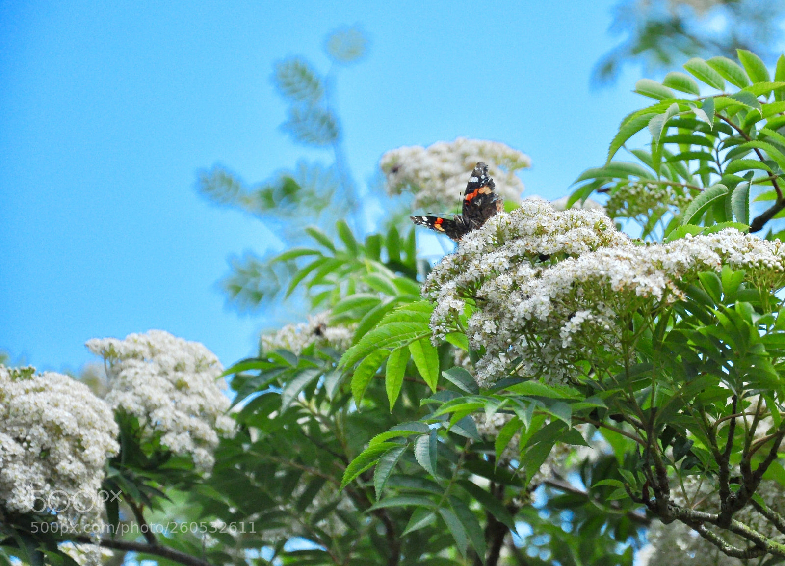 Nikon D90 sample photo. Butterfly in the afternoon photography