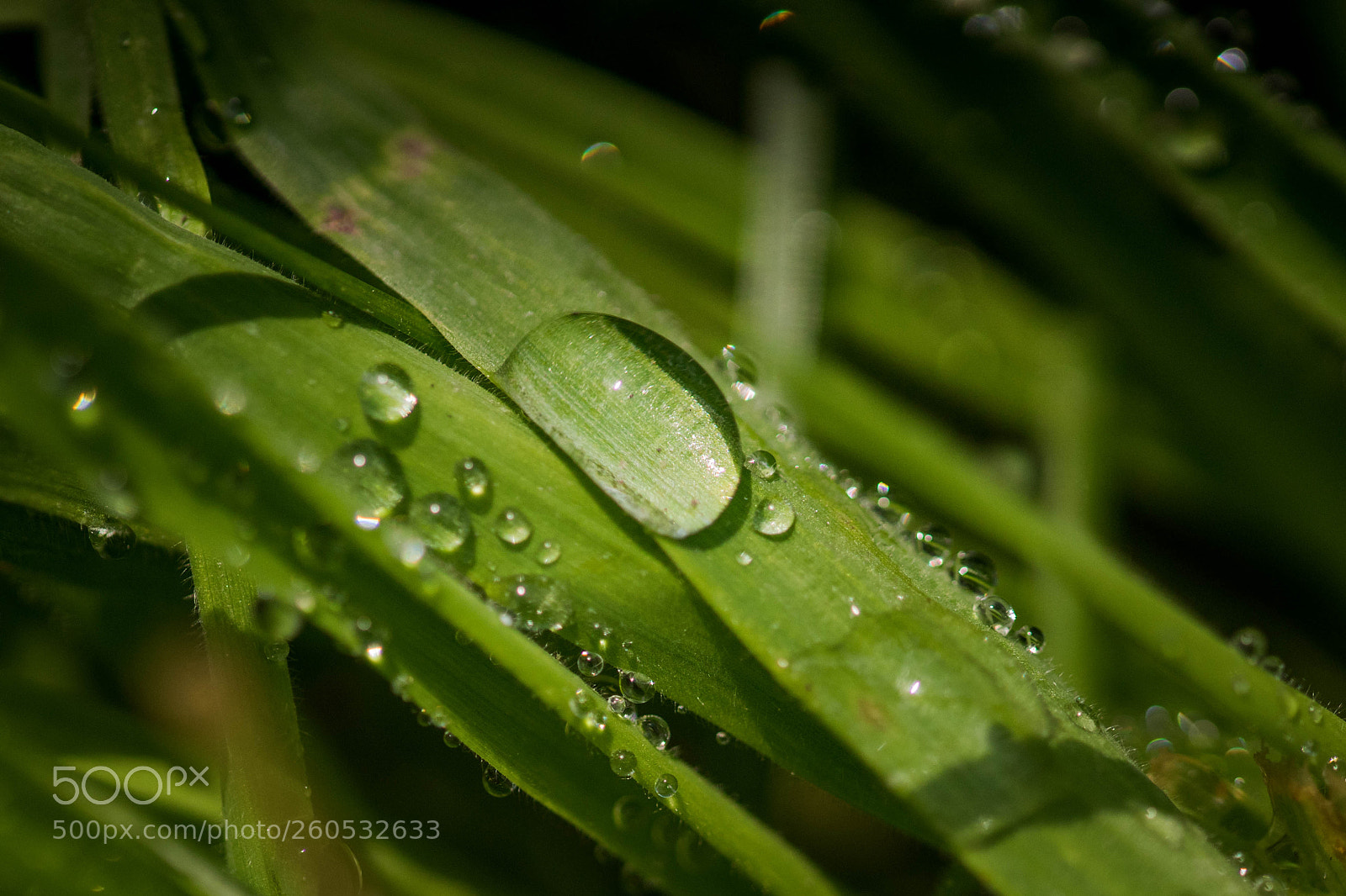 Sony a7 II sample photo. Dsc photography
