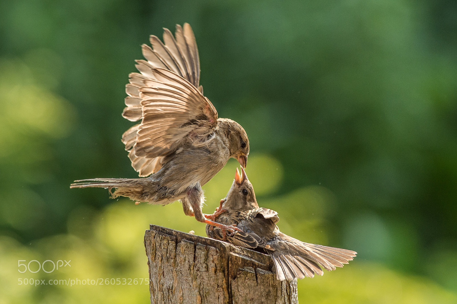 Nikon D4S sample photo. Sparrowtalk photography