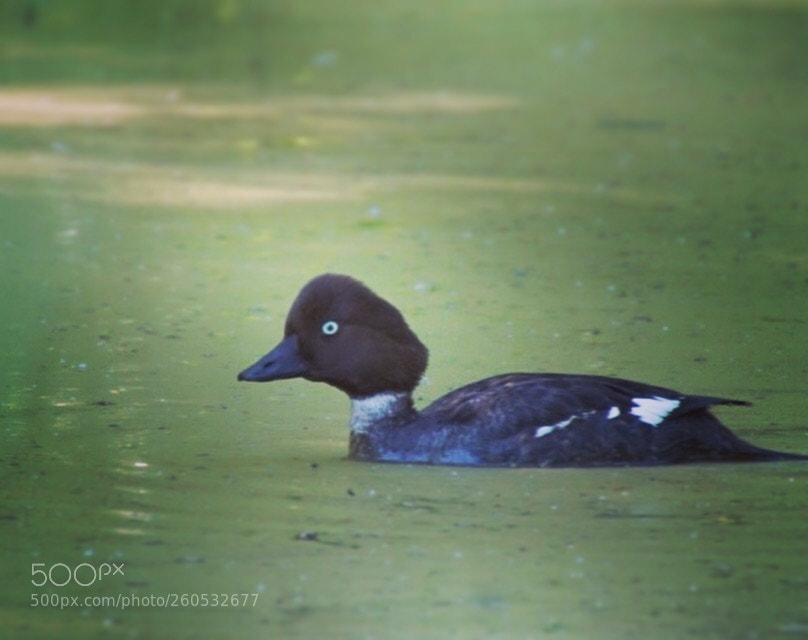 Sony ILCA-77M2 sample photo. Goldeneye photography