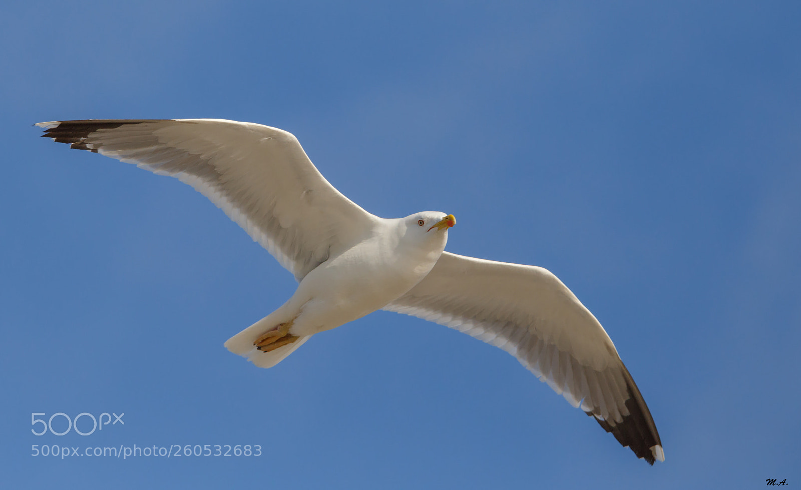 Canon EOS 6D sample photo. Flying in the blue photography