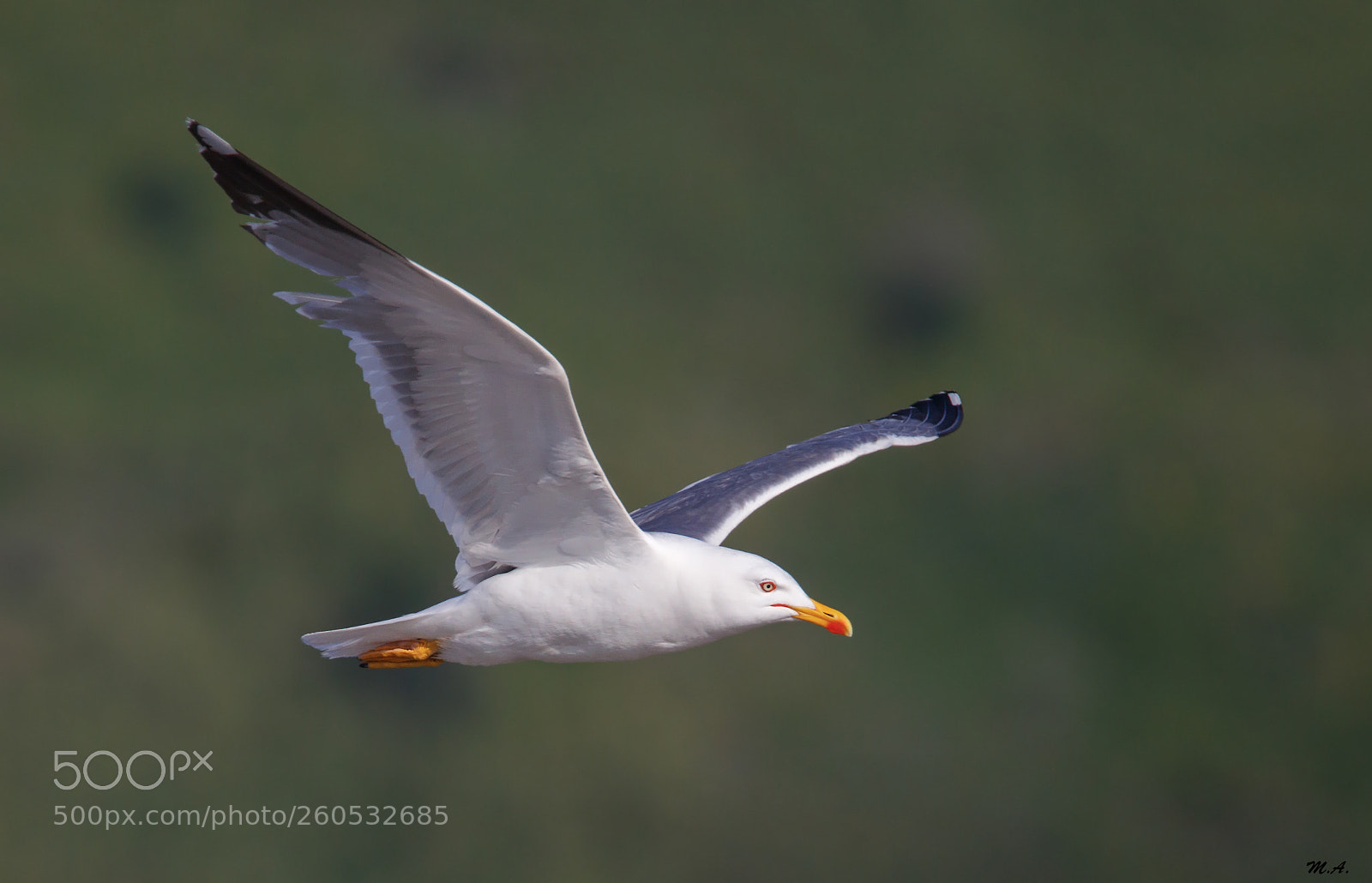 Canon EOS 6D sample photo. Flying in the green photography