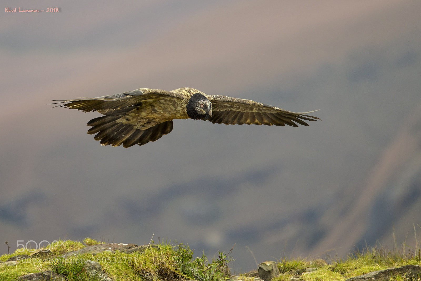 Canon EOS-1D X sample photo. Bearded vulture landing photography