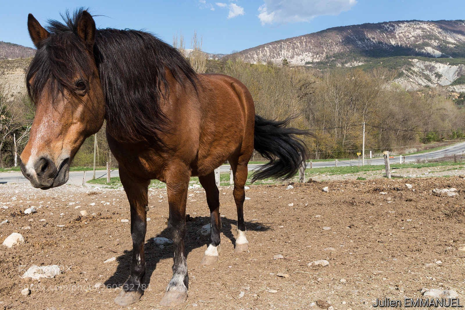 Canon EOS 700D (EOS Rebel T5i / EOS Kiss X7i) sample photo. Horse side photography