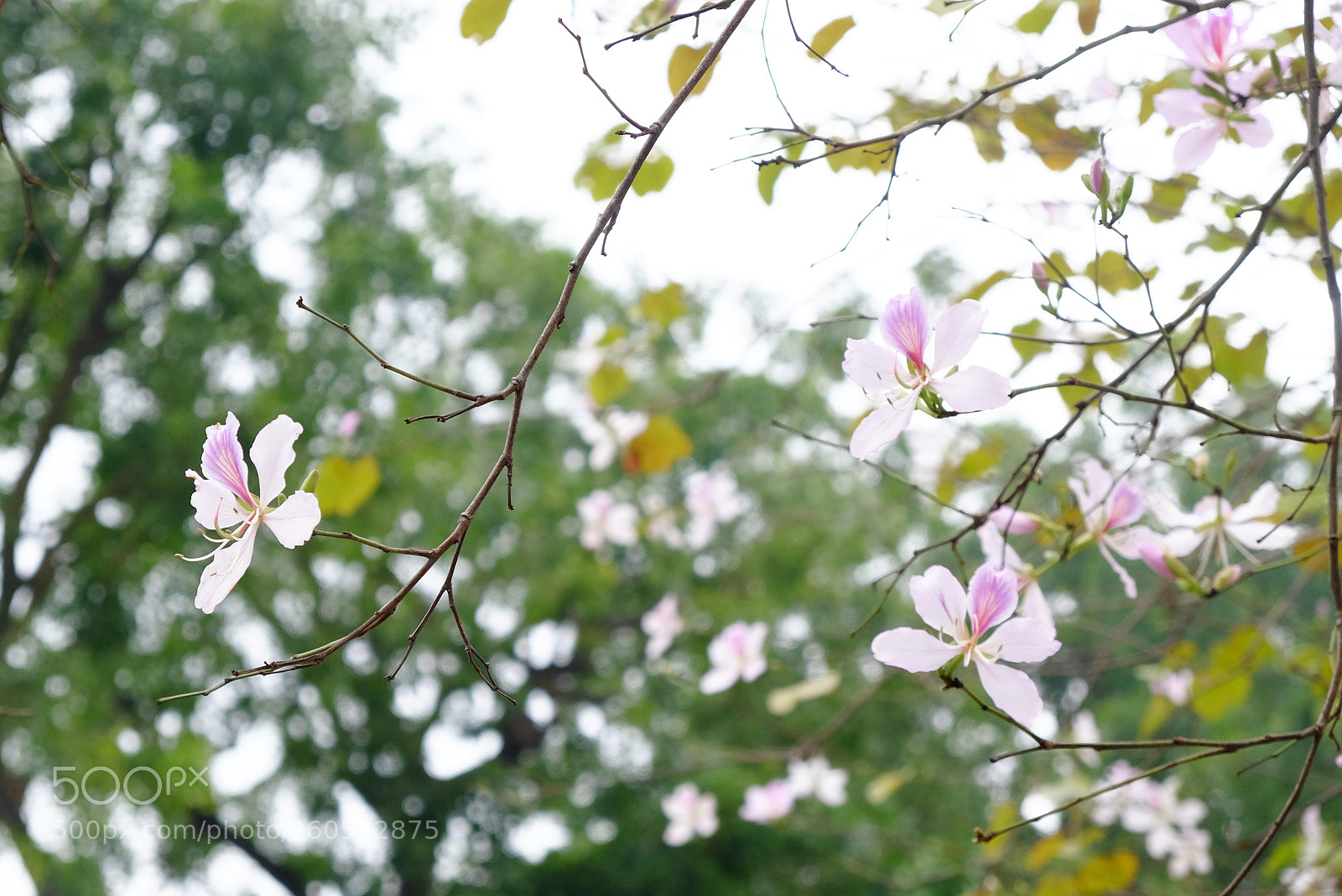 Fujifilm X-E2 sample photo. Hanoi march's flower photography