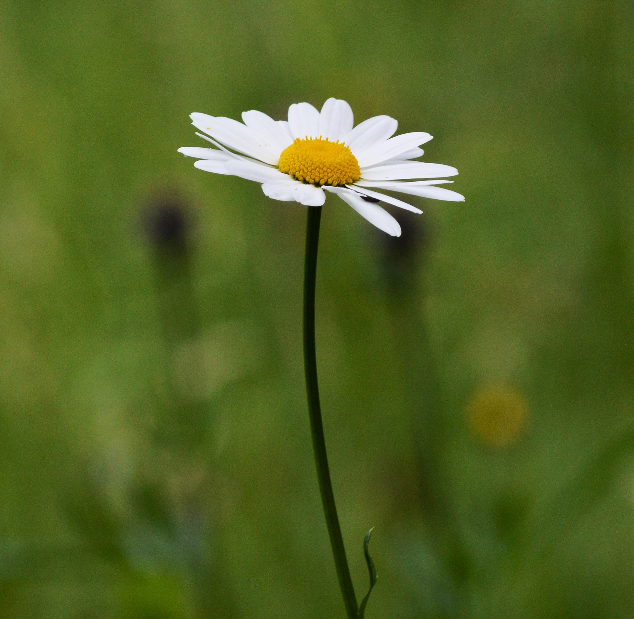 Nikon D3200 sample photo