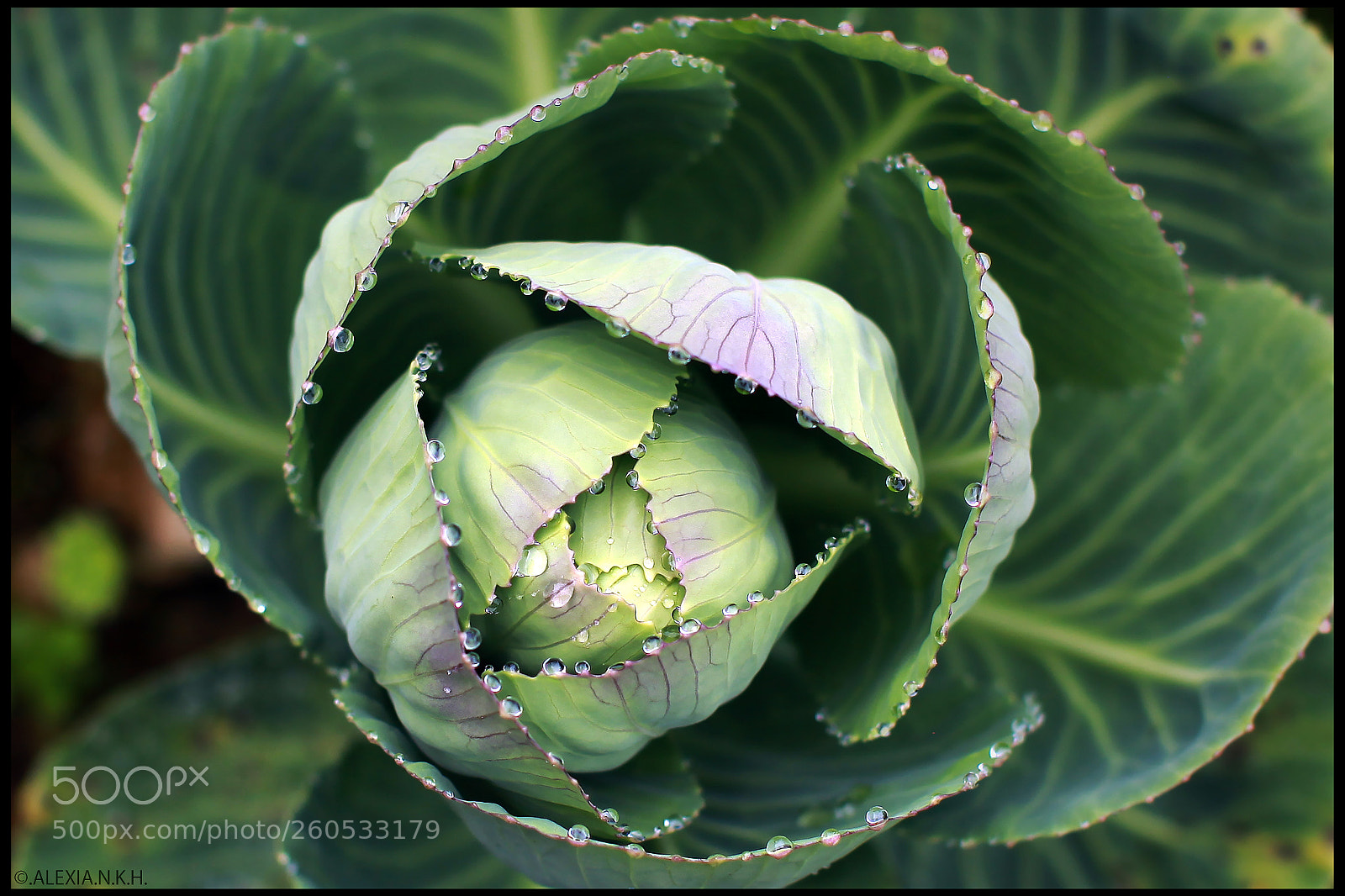 Canon EOS 5D Mark II sample photo. Cabbage growing up wildly photography