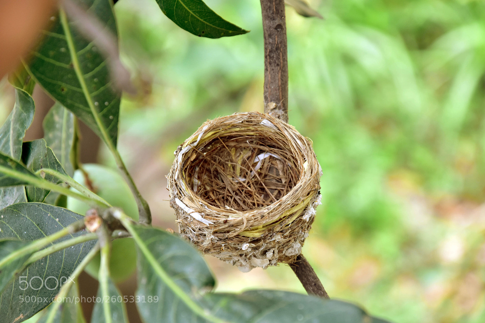 Nikon D7200 sample photo. A bird's nest photography