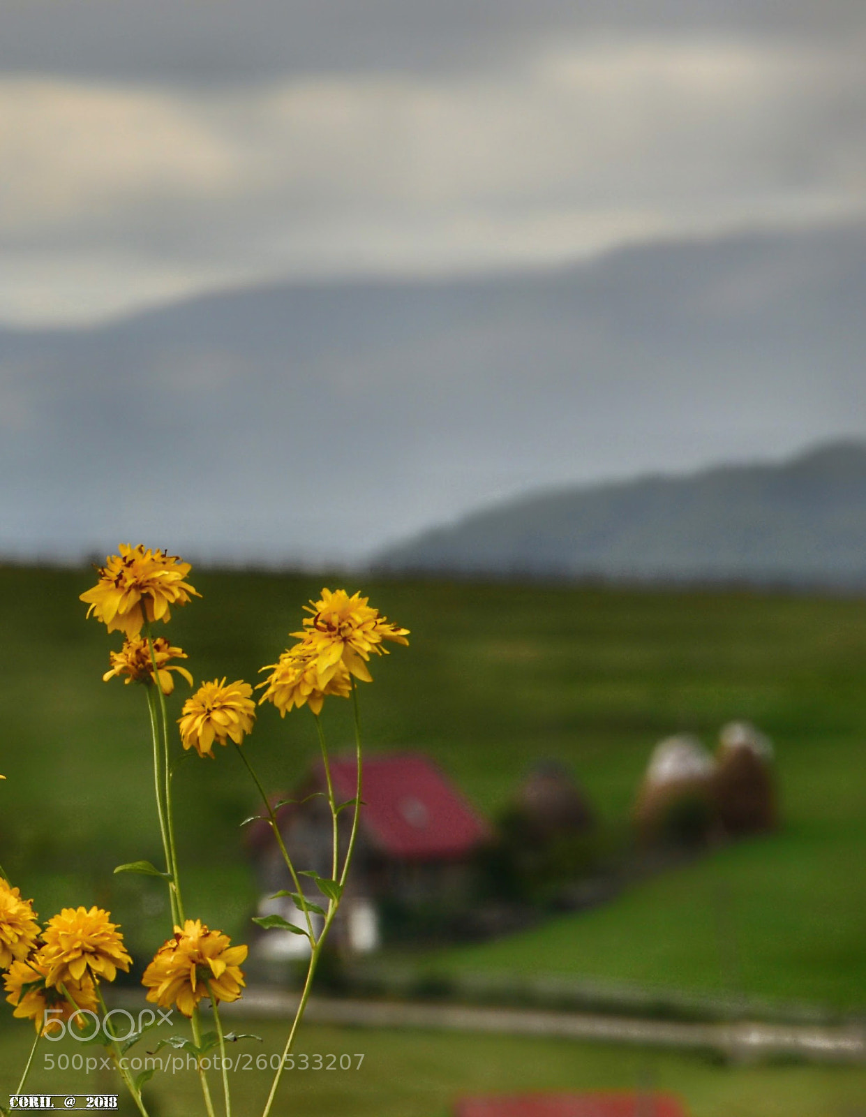 Nikon D3100 sample photo. Untitled photography