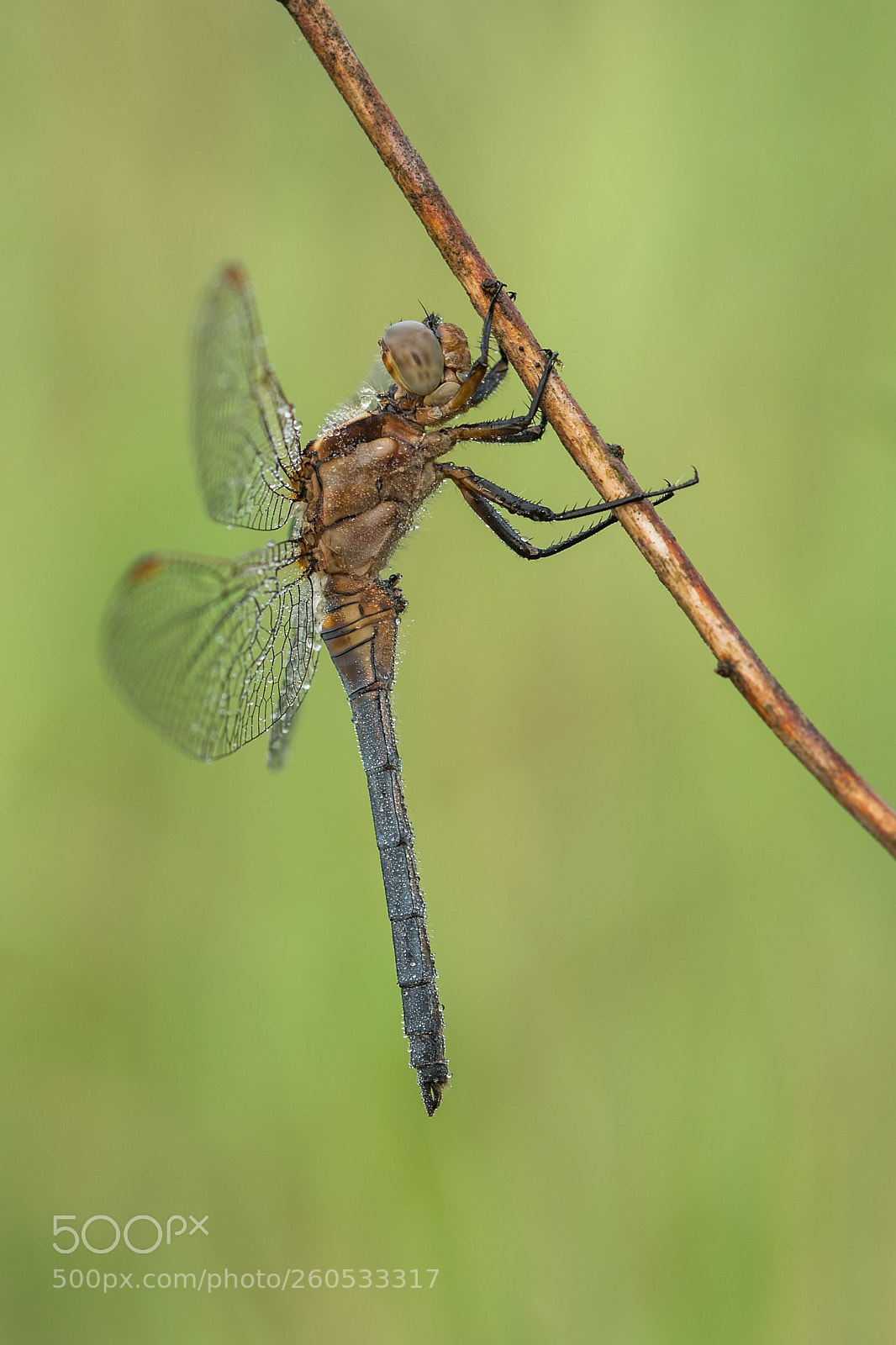 Nikon D500 sample photo. Ortherum coerulescens photography
