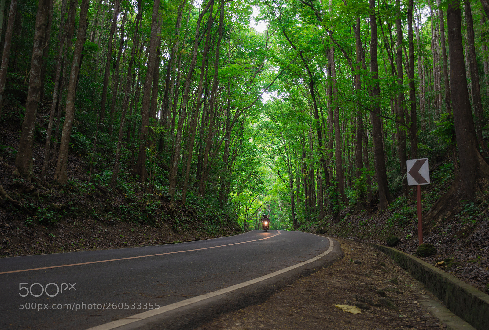 Nikon D5200 sample photo. Motorcycle racer in forest photography