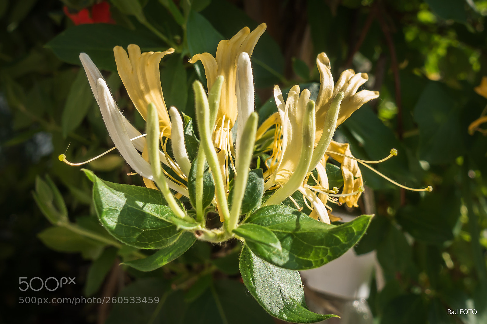 Sony DSC-RX100M5 sample photo. Lonicera japonica photography