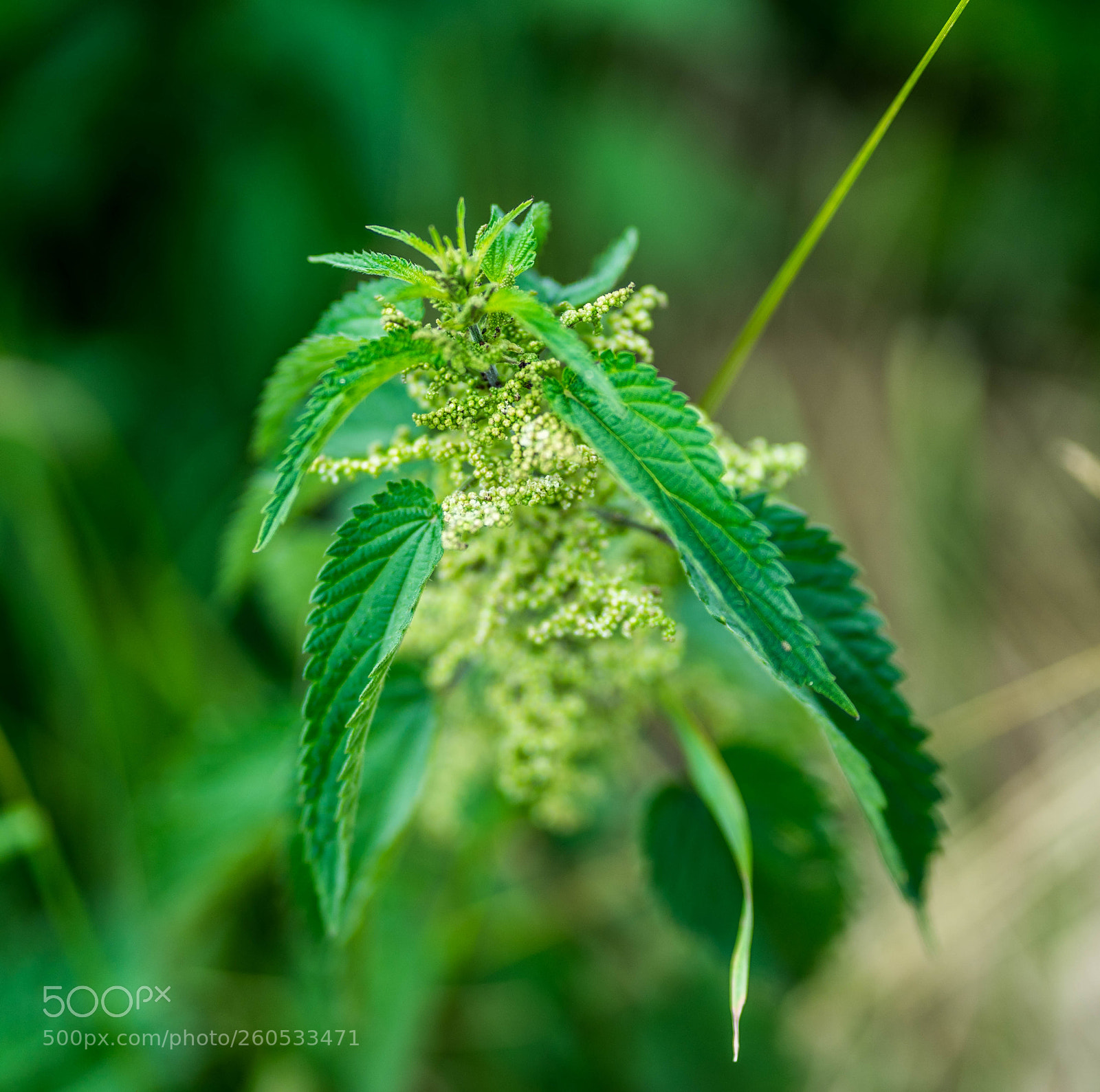 Sony a7 II sample photo. Dsc photography