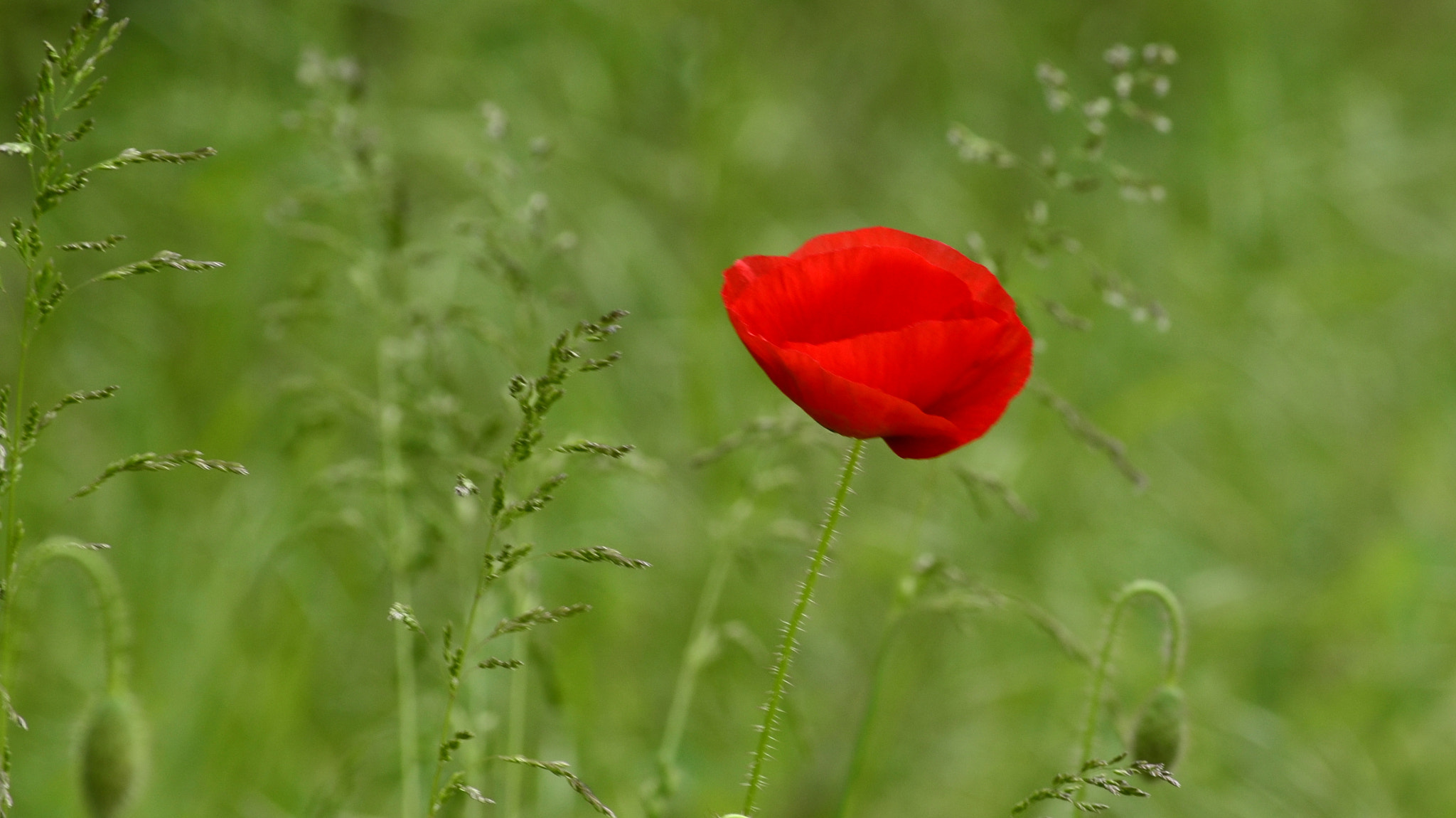Nikon D5100 sample photo. Poppy... photography