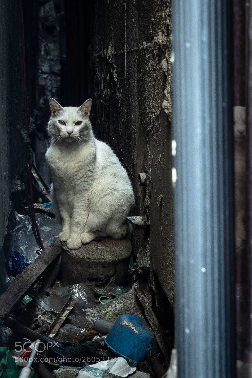 Olympus OM-D E-M5 II sample photo. The cat photography