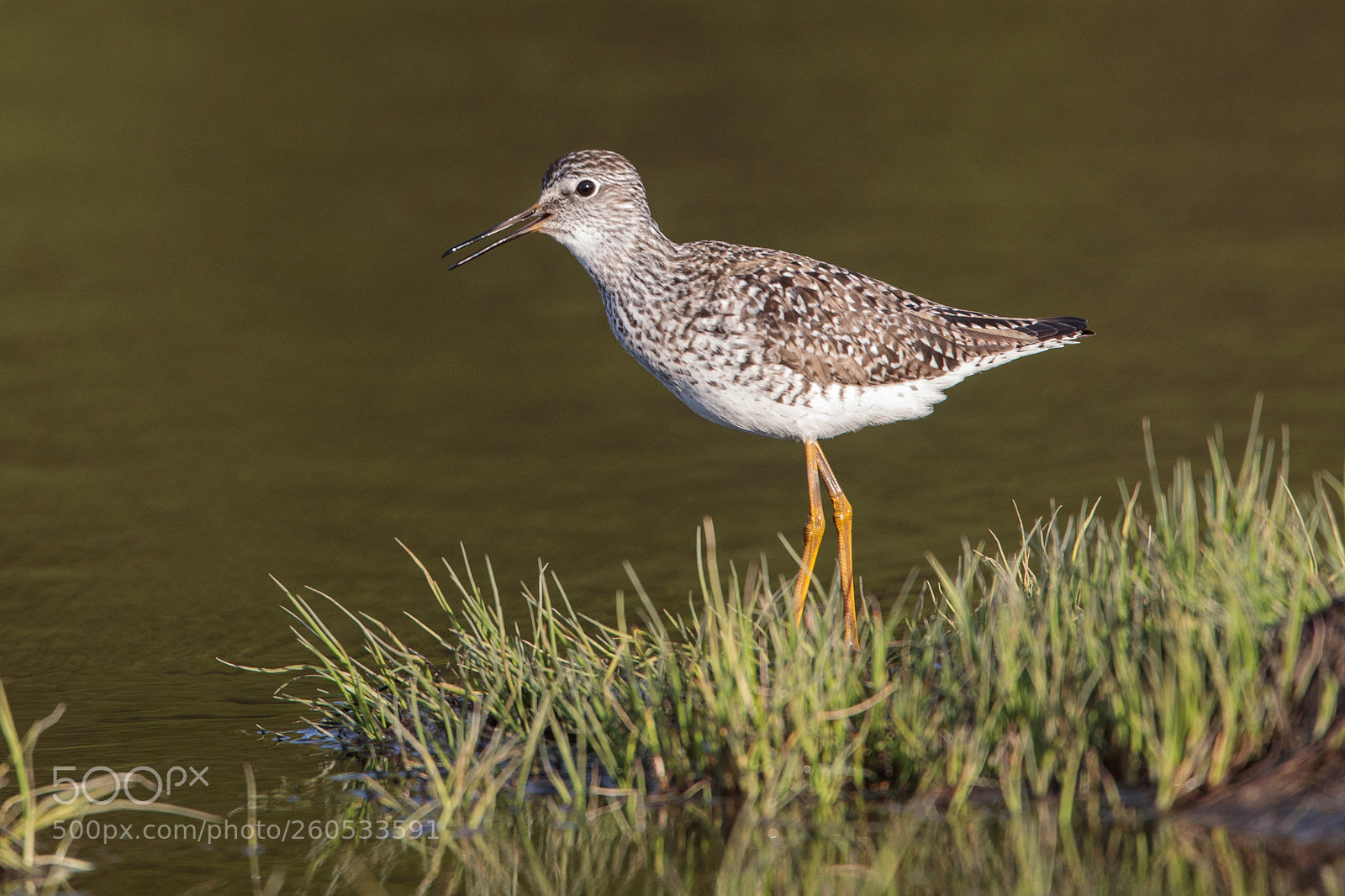 Canon EOS 5D Mark IV sample photo. Lesser yellowlegs photography