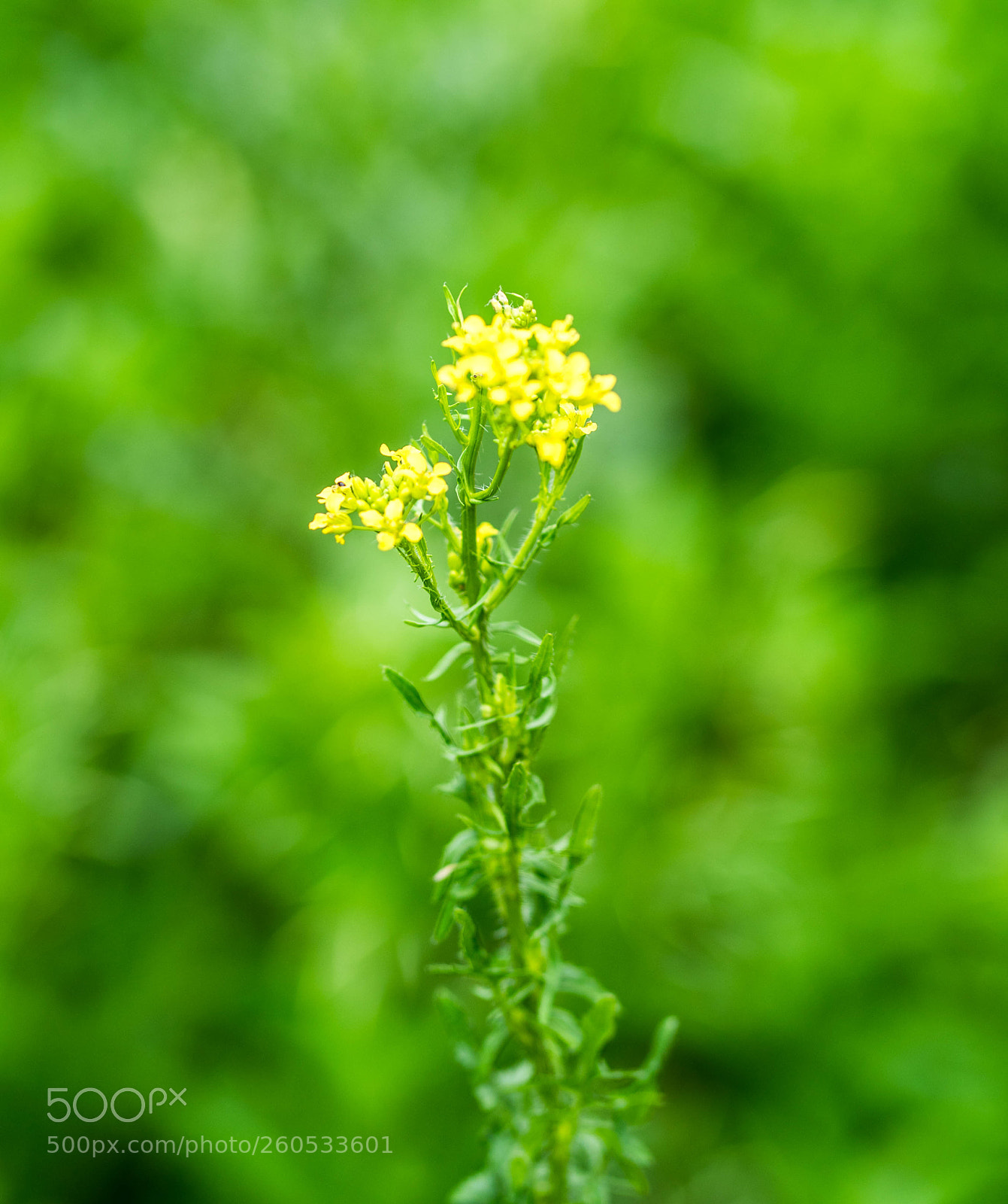 Sony a7 II sample photo. Dsc photography