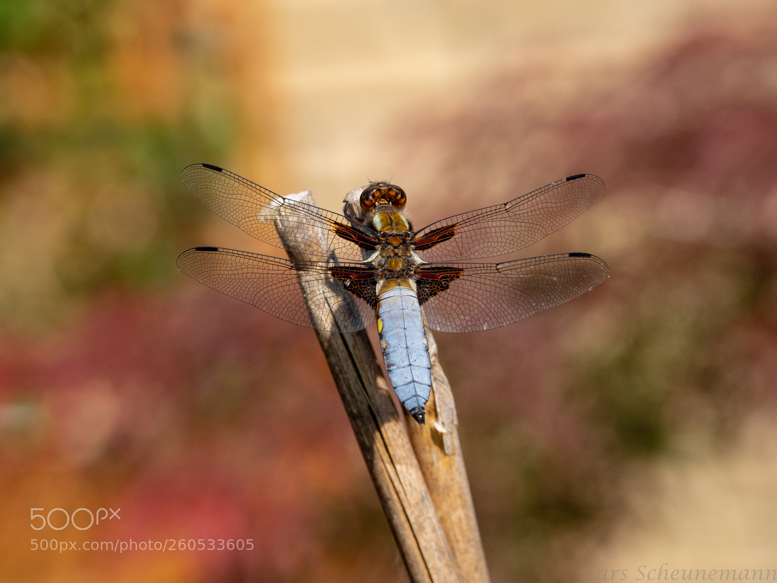 Olympus OM-D E-M1 sample photo. Dragonfly - libelle photography