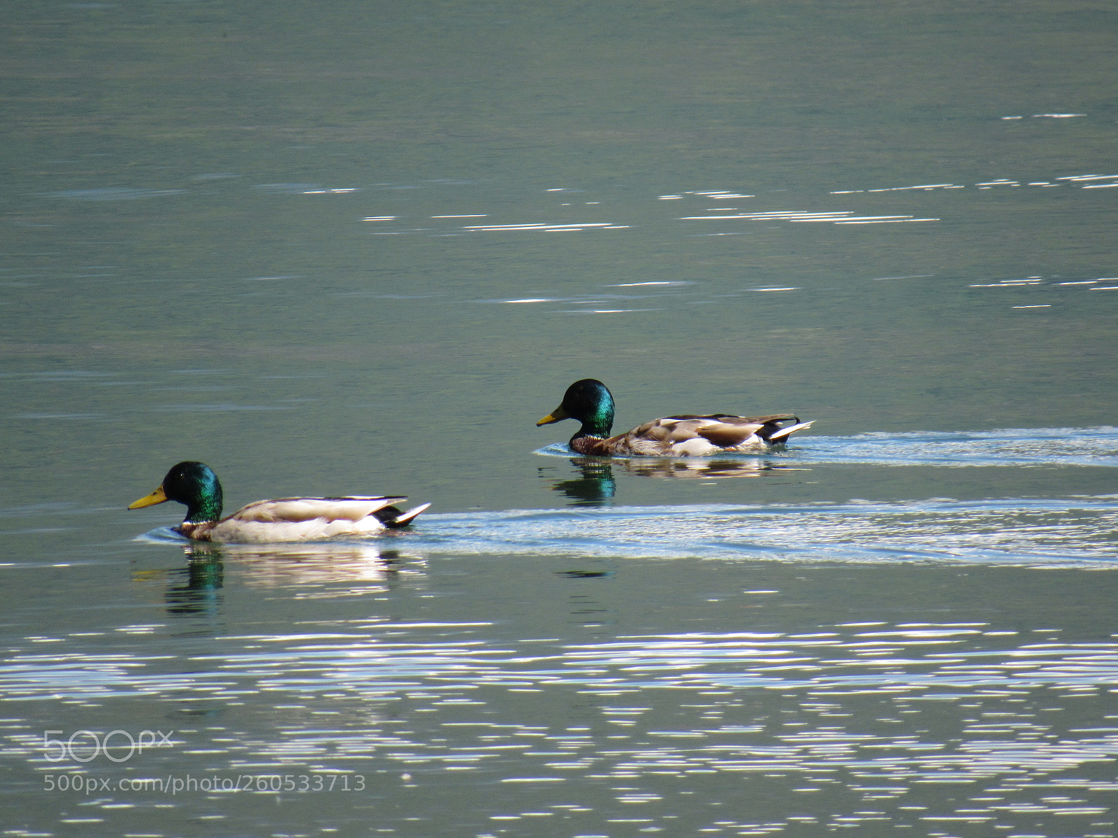 Canon PowerShot SX530 HS sample photo. Ducks photography