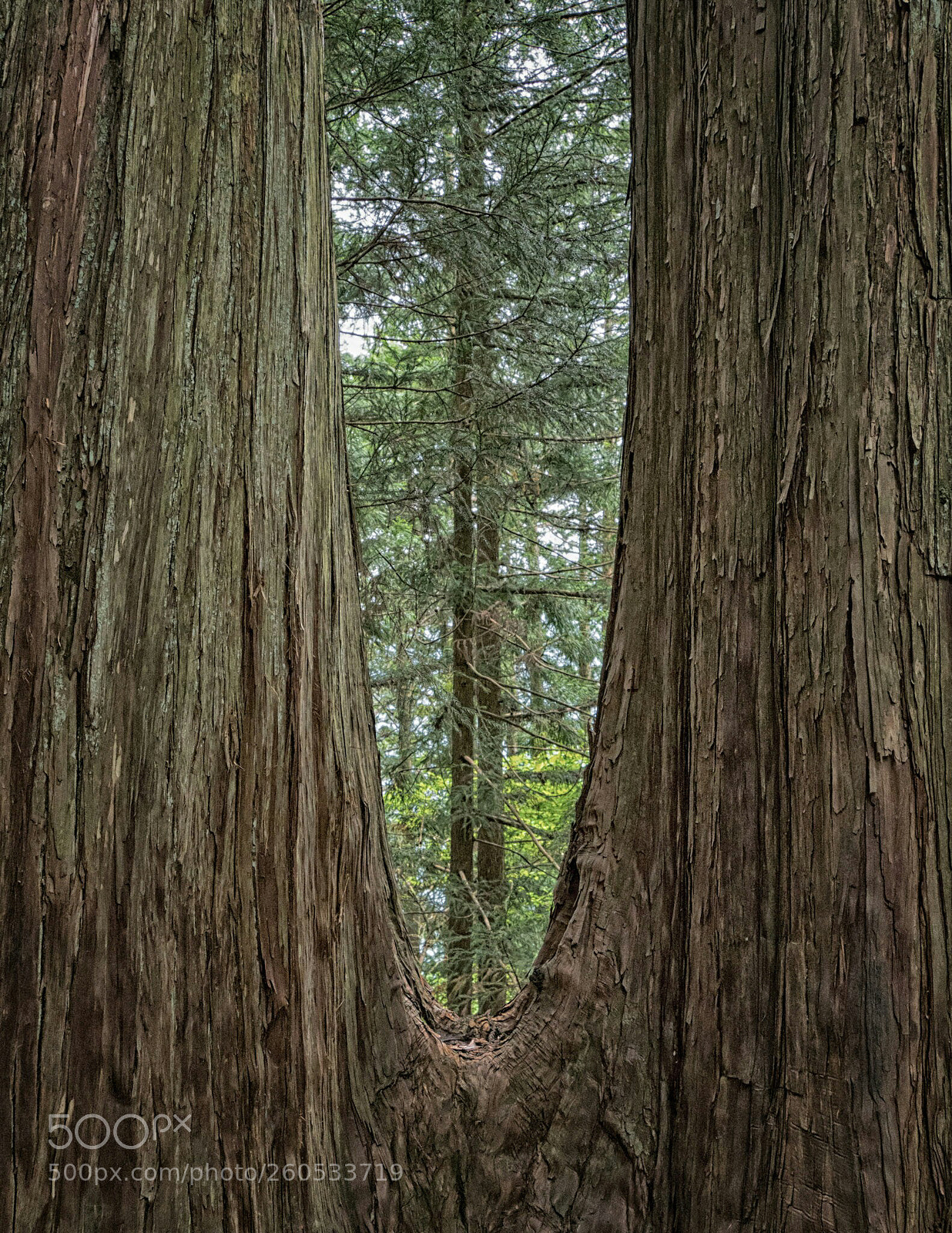 Sony a6500 sample photo. 2stem photography