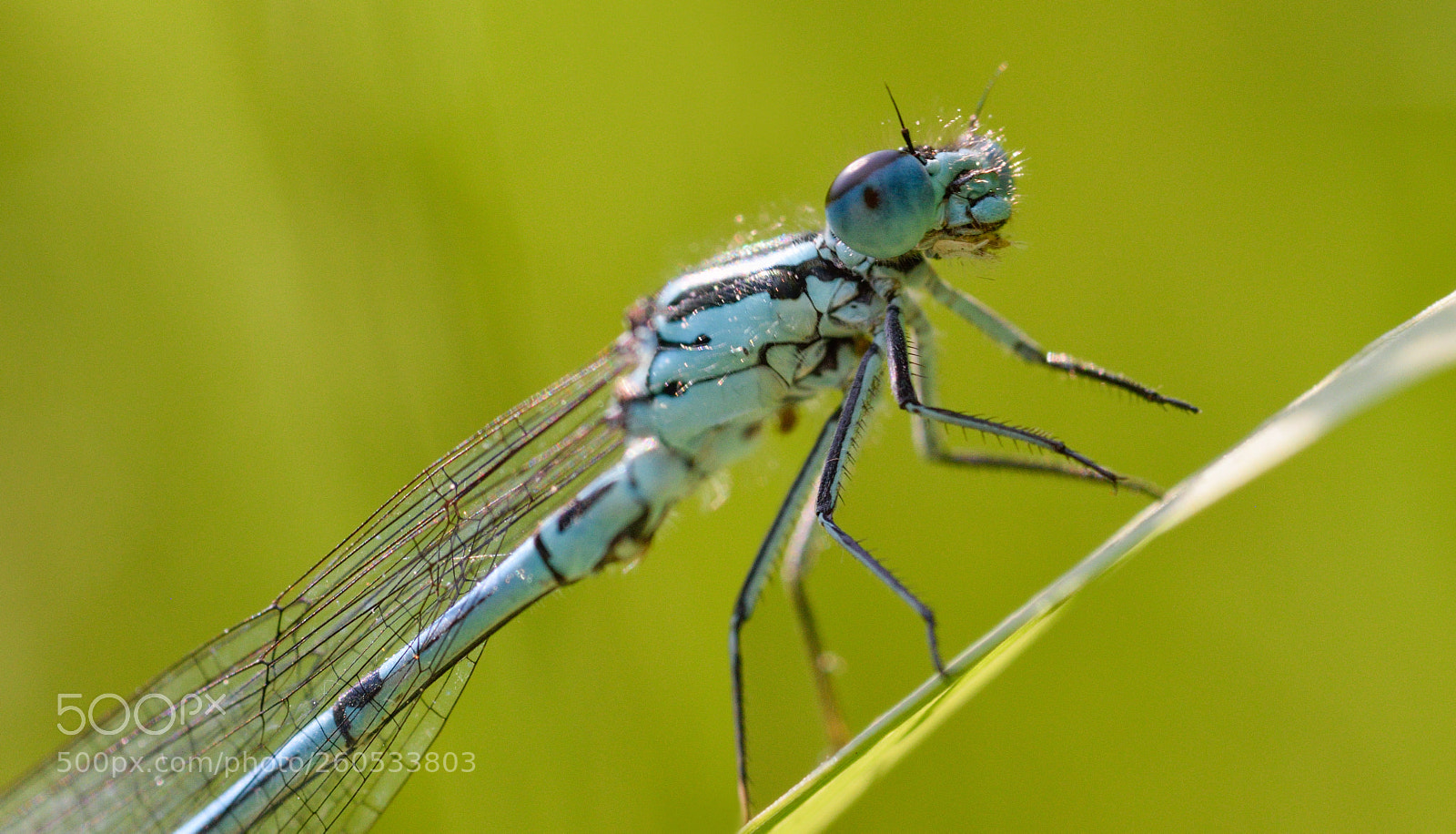 Nikon D3300 sample photo. Blue damselfly photography