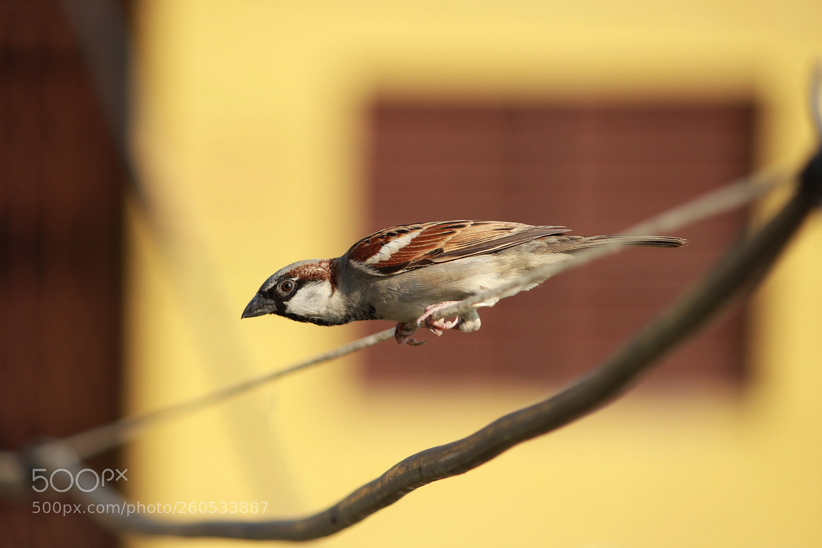 Canon EF-S 55-250mm F4-5.6 IS II sample photo. Indian sparrow photography