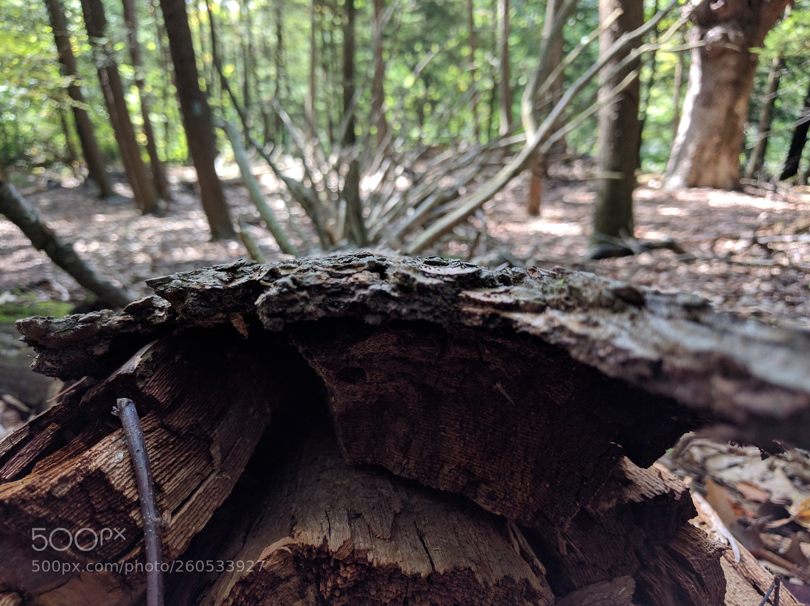 LG Nexus 5X sample photo. Nature photography
