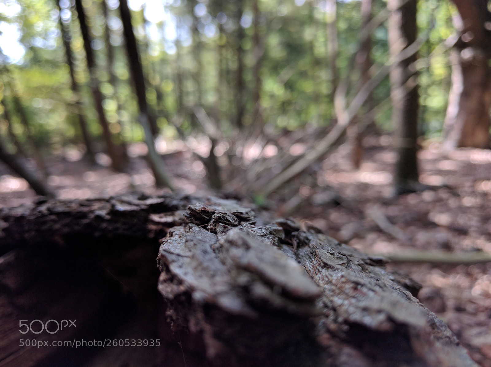 LG Nexus 5X sample photo. Woods photography