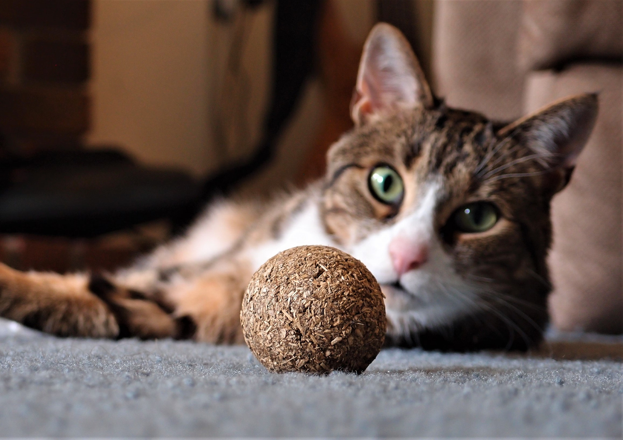 Olympus XZ-1 sample photo. Focus photography