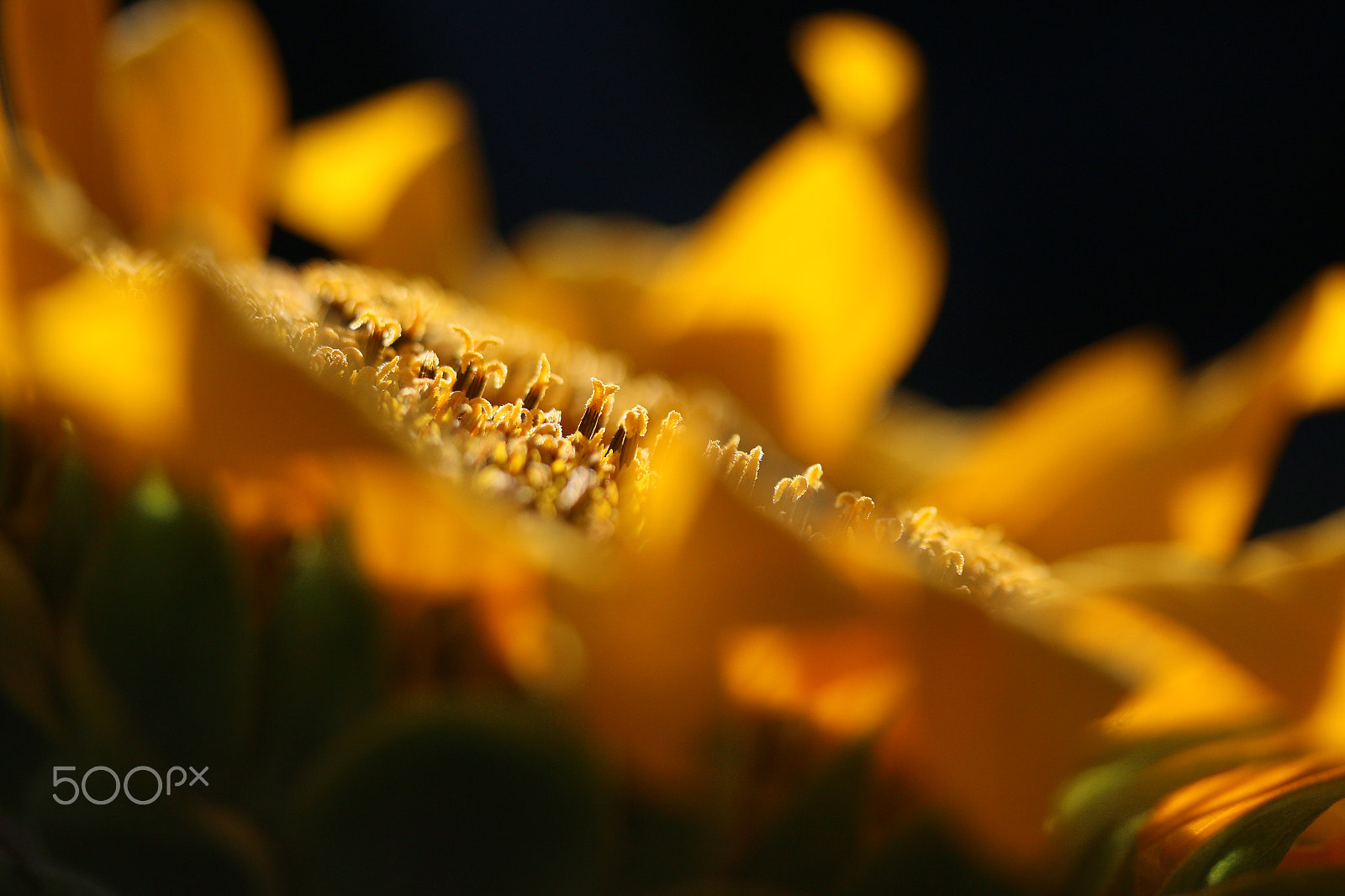 Canon EF-S 60mm F2.8 Macro USM sample photo. 10.jpg photography