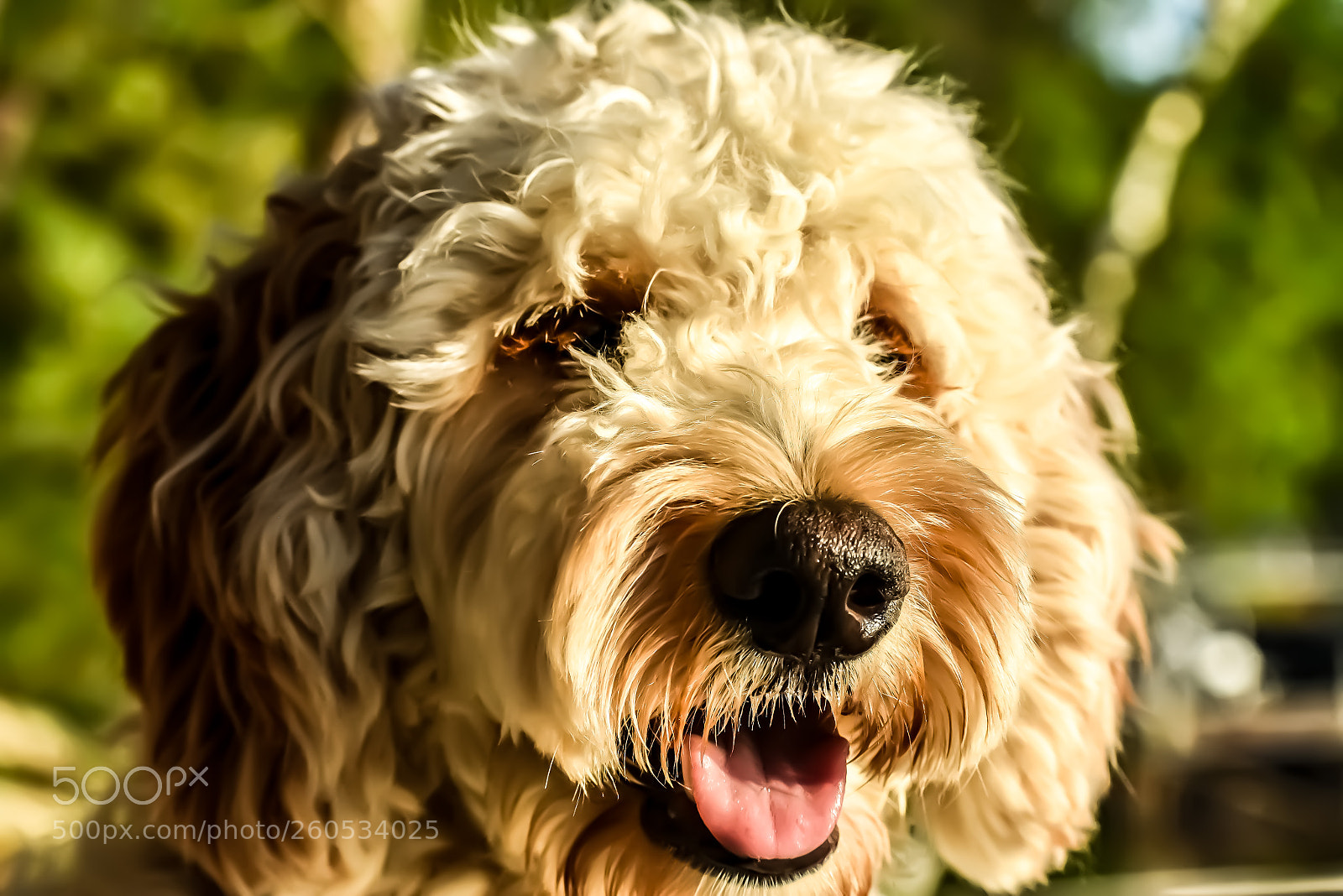 Nikon D5500 sample photo. Josie photography