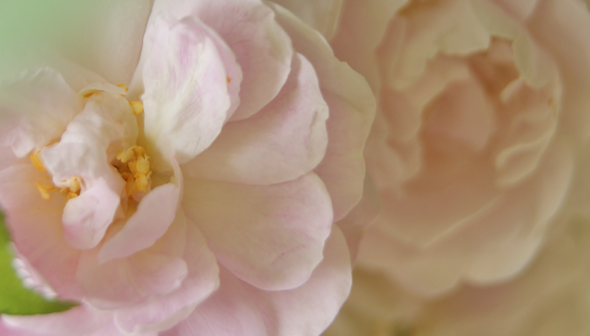 Sony Alpha DSLR-A380 sample photo. A rose dream .... photography