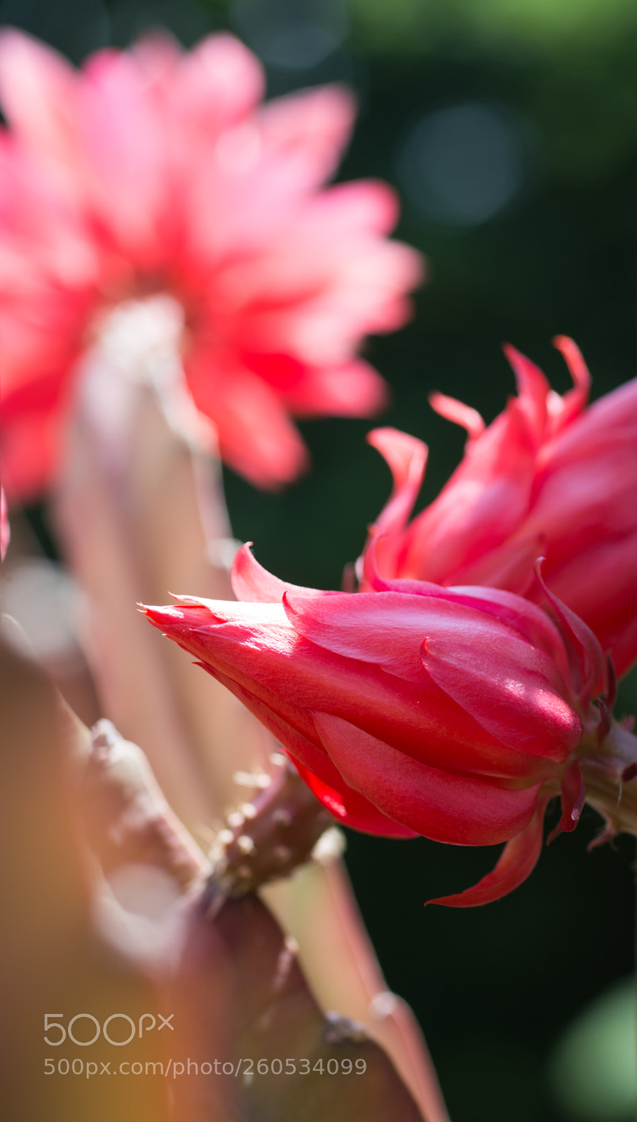 Nikon D7200 sample photo. Cactus flower photography