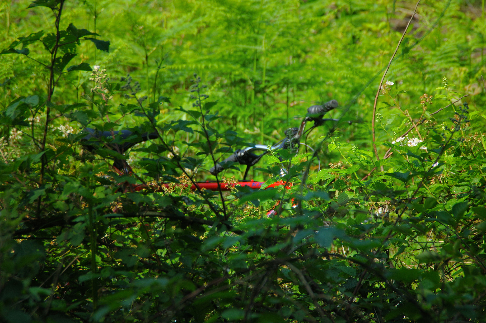 Nikon D300 sample photo. Bicycle on the forest. photography