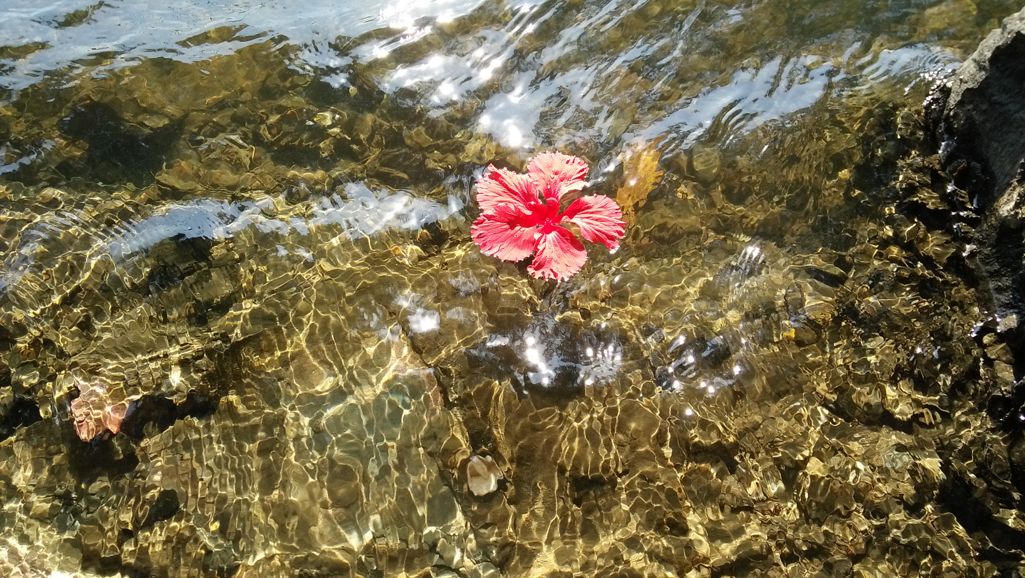 OPPO A37fw-International sample photo. Lonely flower photography