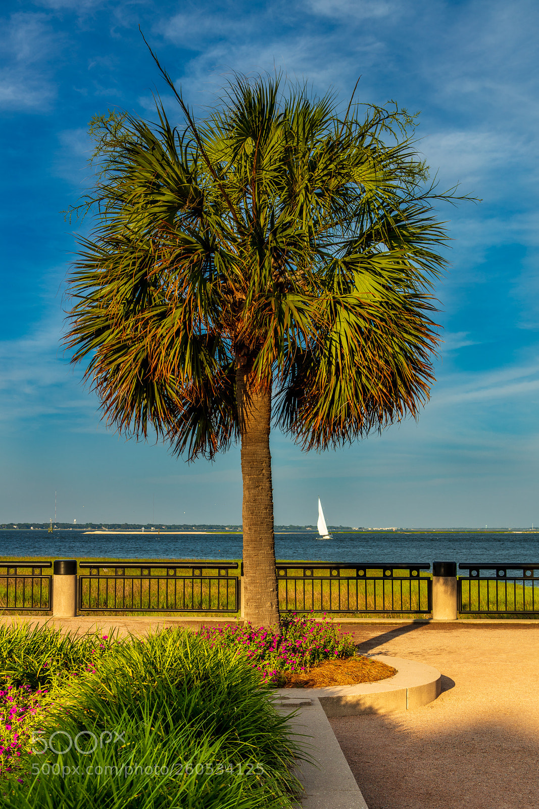 Canon EOS 5DS R sample photo. Charleston palm tree photography