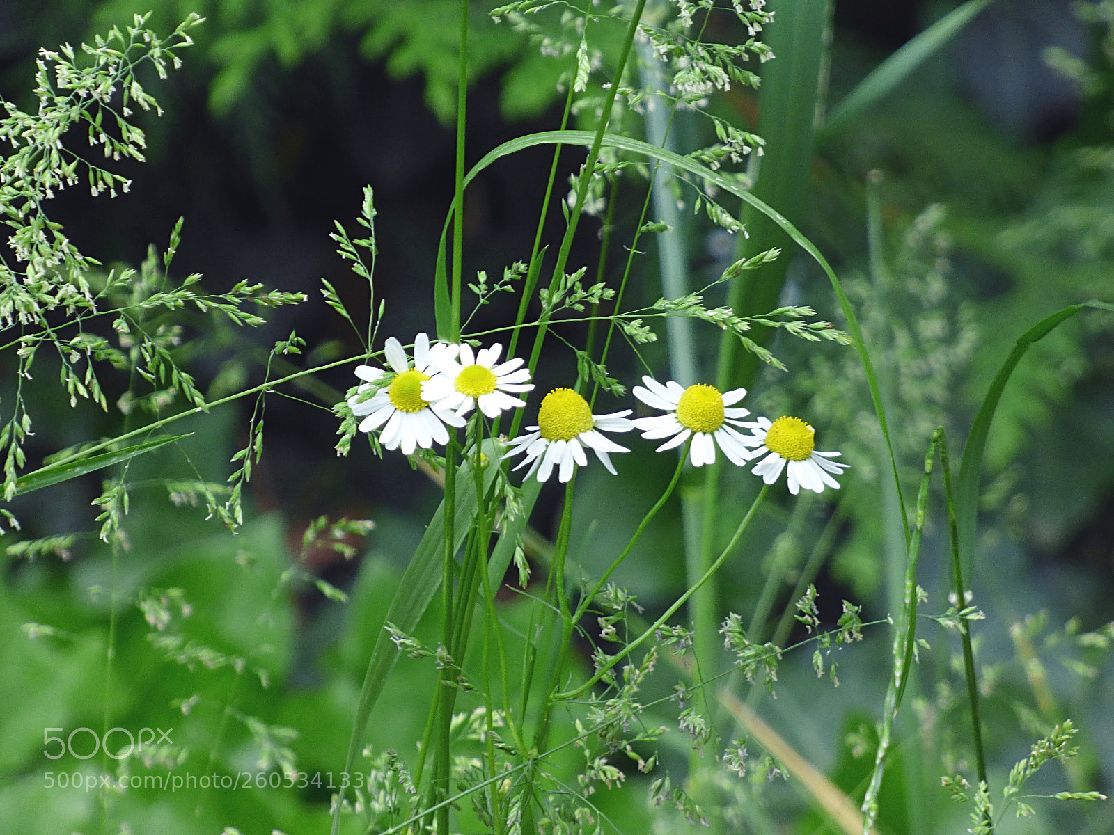 Panasonic DMC-FZ72 sample photo. Daisy photography
