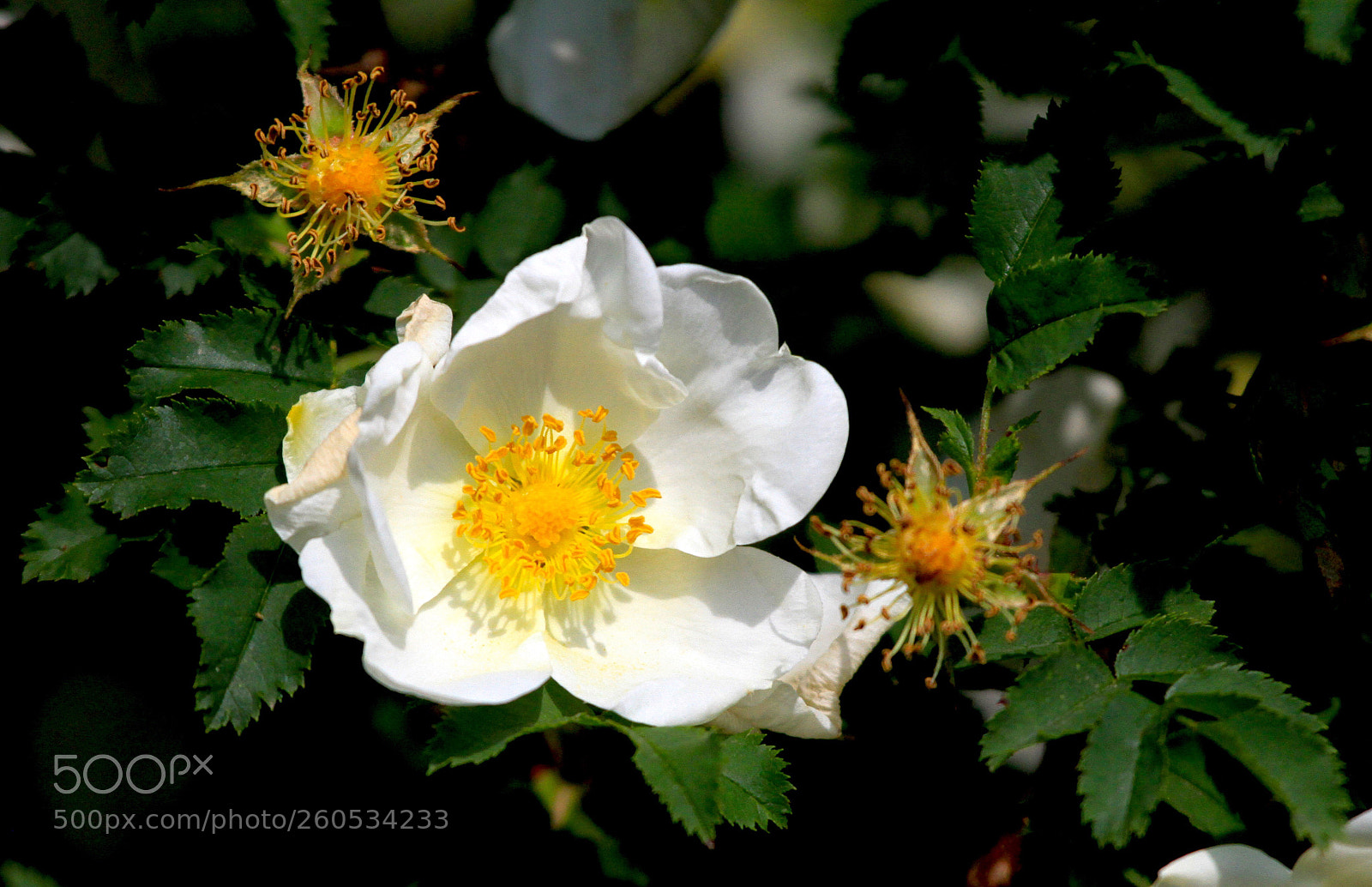 Canon EOS 7D sample photo. . . . photography