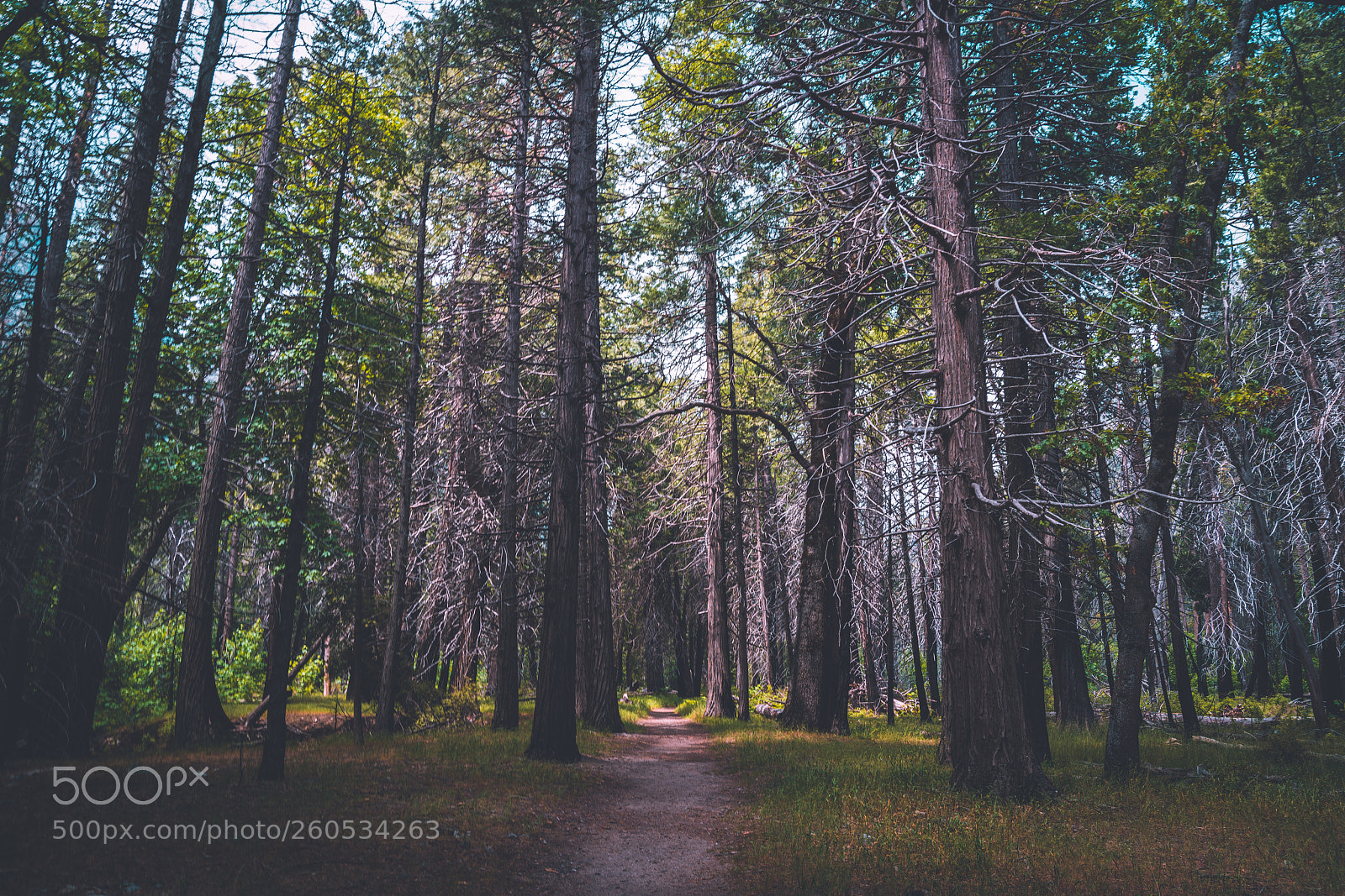 Sony a7R II sample photo. Forest photography