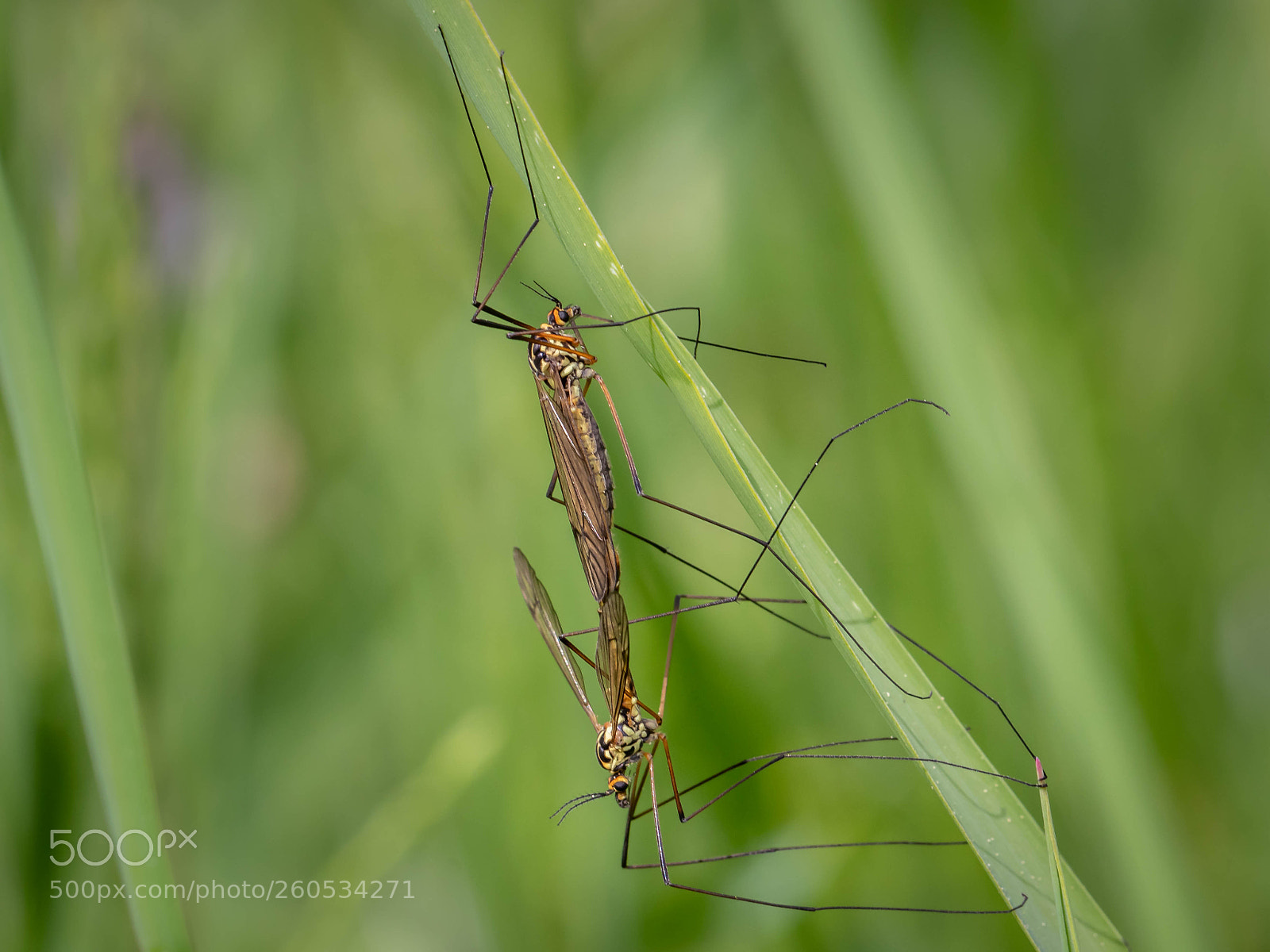 Canon EOS 80D sample photo. Mosquitoes - mücken photography