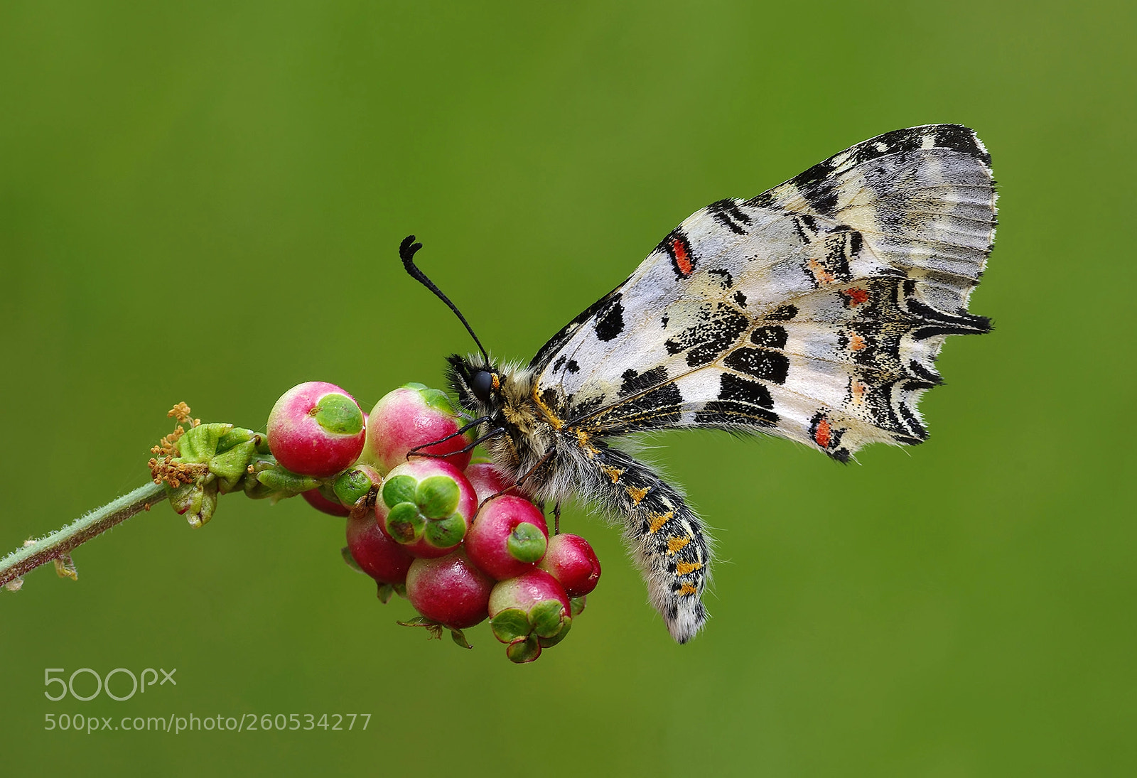 Pentax K-5 sample photo. Butterfly photography