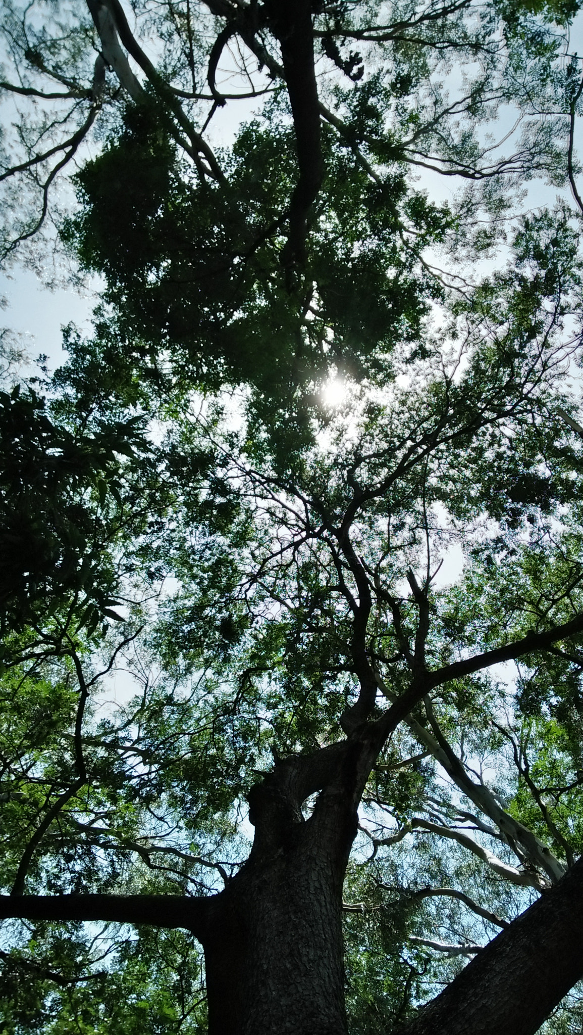 OPPO A37fw-International sample photo. Light from the skys to trees photography