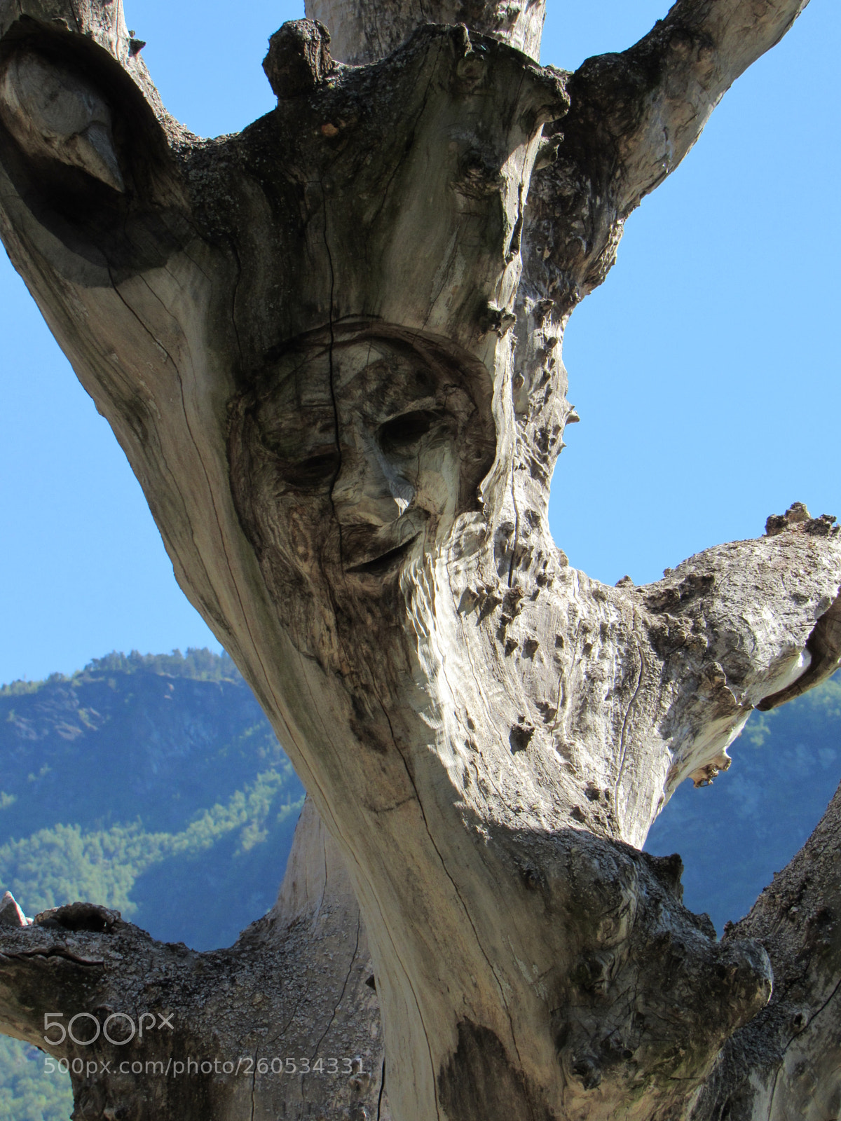 Canon PowerShot SX530 HS sample photo. Flam photography