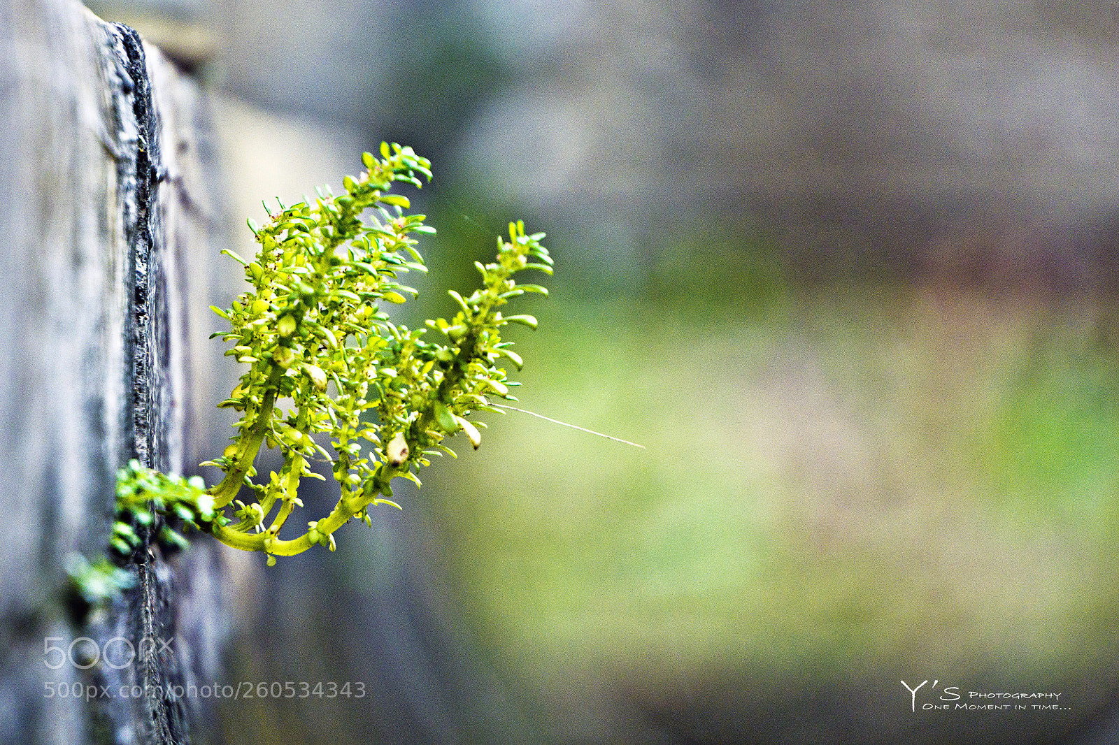 Sony a6000 sample photo. Life grow. 生命力。 photography