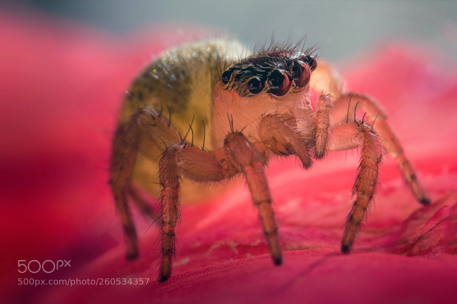 Nikon D750 sample photo. [ salticidae  ] photography