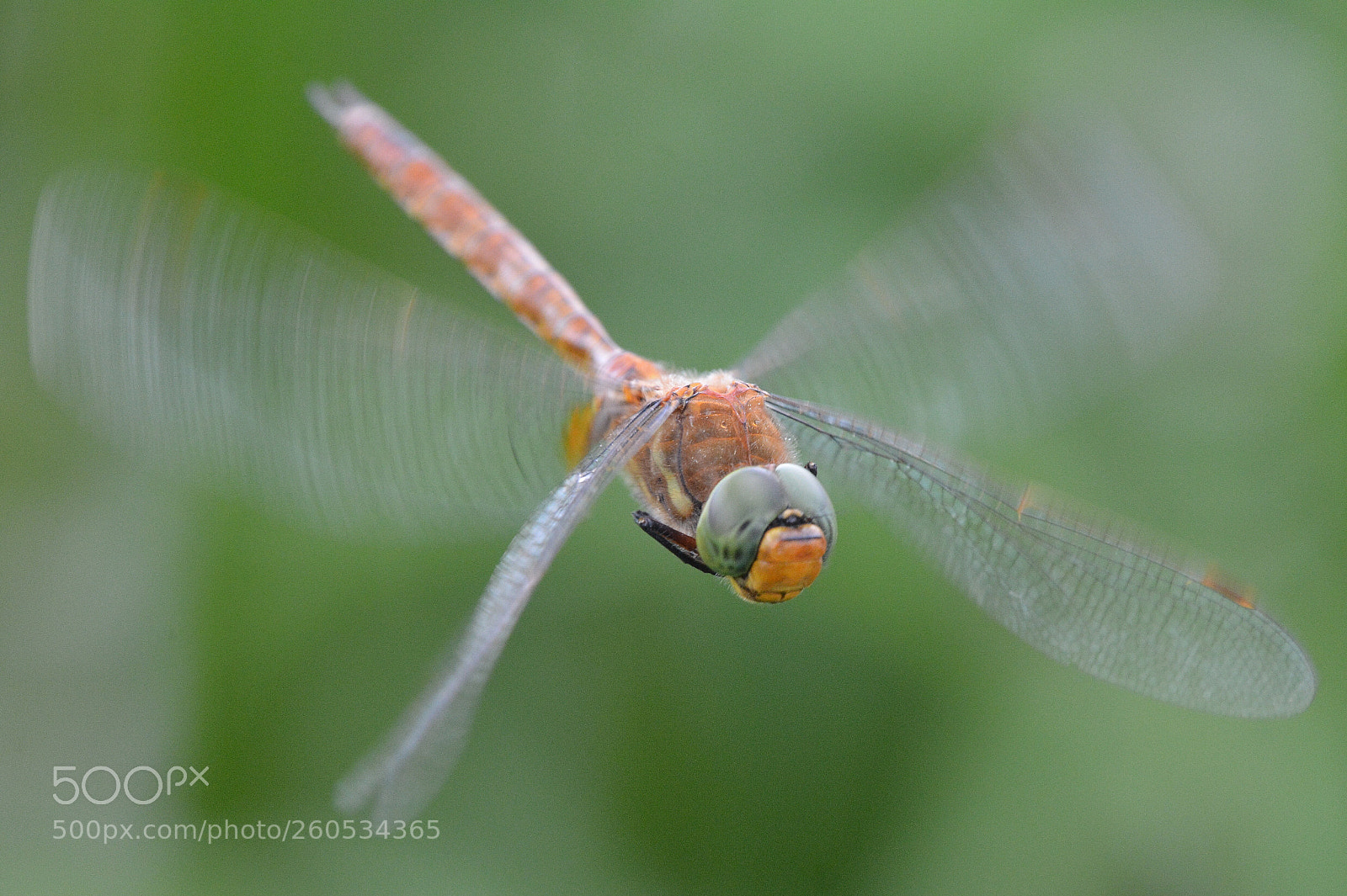 Nikon D7100 sample photo. Dragonfly photography