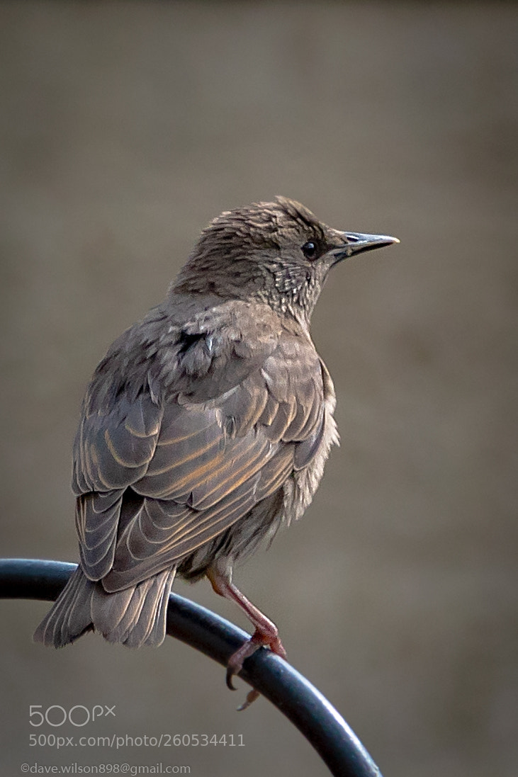 Canon EOS 5D Mark IV sample photo. Mr. starling photography