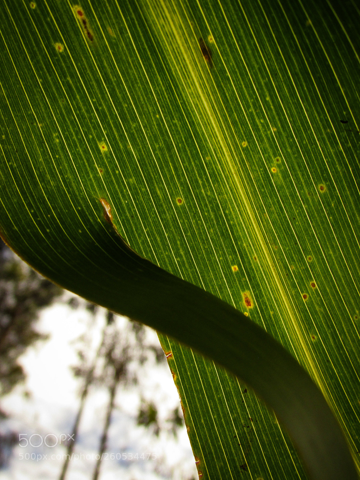 Canon PowerShot SX400 IS sample photo. Green photography