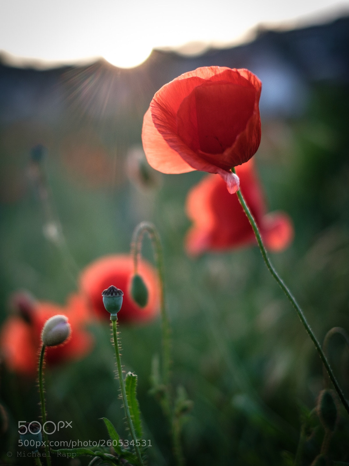 Fujifilm X-T2 sample photo. Mohnblume photography