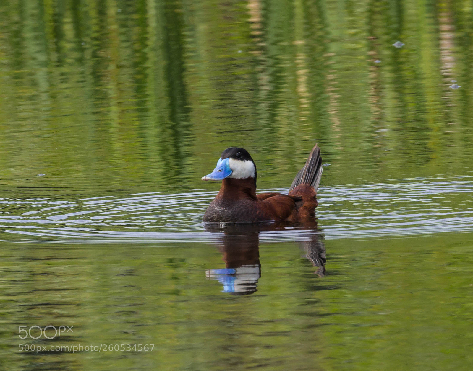 Canon EOS 600D (Rebel EOS T3i / EOS Kiss X5) sample photo. Male ruddy duck photography